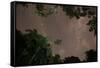 Tropical jungle foliage in Sao Paulos Ubatuba region at night-Alex Saberi-Framed Stretched Canvas