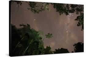 Tropical jungle foliage in Sao Paulos Ubatuba region at night-Alex Saberi-Stretched Canvas