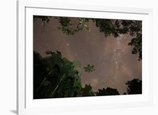 Tropical jungle foliage in Sao Paulos Ubatuba region at night-Alex Saberi-Framed Photographic Print