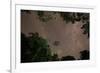 Tropical jungle foliage in Sao Paulos Ubatuba region at night-Alex Saberi-Framed Photographic Print