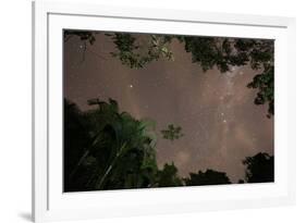 Tropical jungle foliage in Sao Paulos Ubatuba region at night-Alex Saberi-Framed Photographic Print