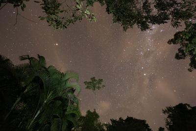 https://imgc.allpostersimages.com/img/posters/tropical-jungle-foliage-in-sao-paulos-ubatuba-region-at-night_u-L-Q1DBN9N0.jpg?artPerspective=n