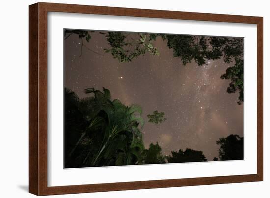 Tropical jungle foliage in Sao Paulos Ubatuba region at night-Alex Saberi-Framed Photographic Print