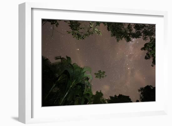 Tropical jungle foliage in Sao Paulos Ubatuba region at night-Alex Saberi-Framed Photographic Print