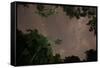 Tropical jungle foliage in Sao Paulos Ubatuba region at night-Alex Saberi-Framed Stretched Canvas