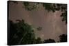 Tropical jungle foliage in Sao Paulos Ubatuba region at night-Alex Saberi-Stretched Canvas