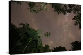 Tropical jungle foliage in Sao Paulos Ubatuba region at night-Alex Saberi-Stretched Canvas