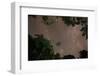 Tropical jungle foliage in Sao Paulos Ubatuba region at night-Alex Saberi-Framed Photographic Print