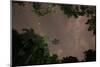 Tropical jungle foliage in Sao Paulos Ubatuba region at night-Alex Saberi-Mounted Photographic Print