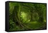 Tropical Jungle in Southeast Asia-Quick Shot-Framed Stretched Canvas