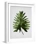 Tropical Leaf 2-LILA X LOLA-Framed Art Print