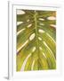 Tropical Leaf II-Patricia Pinto-Framed Art Print