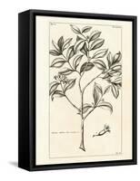Tropical Leaf Study I-Hugo Wild-Framed Stretched Canvas