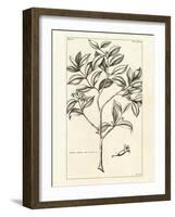 Tropical Leaf Study I-Hugo Wild-Framed Art Print