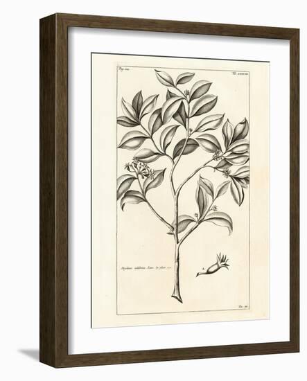 Tropical Leaf Study I-Hugo Wild-Framed Art Print