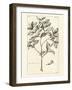 Tropical Leaf Study I-Hugo Wild-Framed Art Print