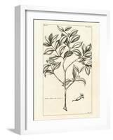 Tropical Leaf Study I-Hugo Wild-Framed Art Print