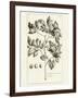 Tropical Leaf Study II-Wild Apple Portfolio-Framed Art Print