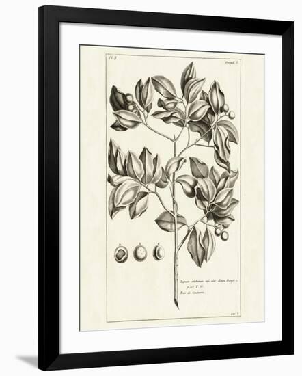 Tropical Leaf Study II-Wild Apple Portfolio-Framed Art Print