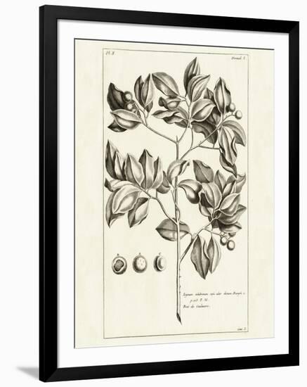 Tropical Leaf Study II-Wild Apple Portfolio-Framed Art Print