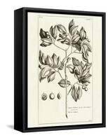 Tropical Leaf Study II-Wild Apple Portfolio-Framed Stretched Canvas