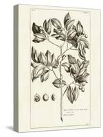 Tropical Leaf Study II-Wild Apple Portfolio-Stretched Canvas
