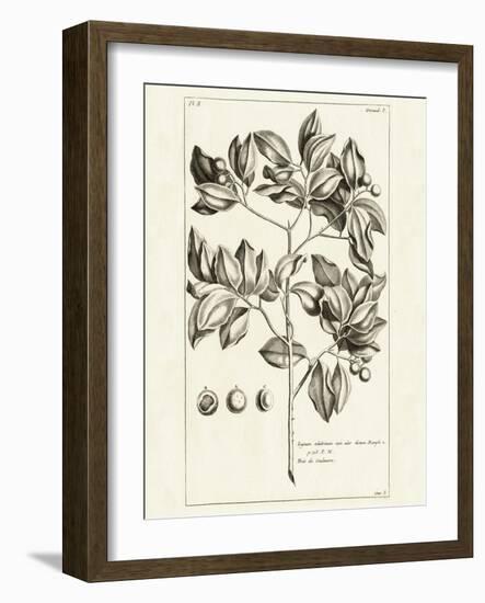 Tropical Leaf Study II-Wild Apple Portfolio-Framed Art Print