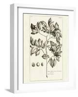 Tropical Leaf Study II-Wild Apple Portfolio-Framed Art Print