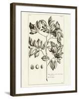 Tropical Leaf Study II-Wild Apple Portfolio-Framed Art Print