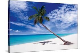 Tropical Leaning Palm Tree-null-Stretched Canvas