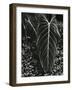 Tropical Leaves, 1944-Brett Weston-Framed Photographic Print
