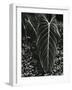 Tropical Leaves, 1944-Brett Weston-Framed Photographic Print