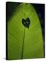 Tropical Leaves, Andromeda Gardens, Barbados-John Warburton-lee-Stretched Canvas