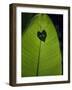 Tropical Leaves, Andromeda Gardens, Barbados-John Warburton-lee-Framed Photographic Print