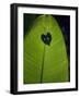 Tropical Leaves, Andromeda Gardens, Barbados-John Warburton-lee-Framed Photographic Print
