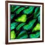 Tropical leaves, dark 2018-Andrew Watson-Framed Giclee Print