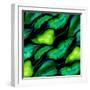 Tropical leaves, dark 2018-Andrew Watson-Framed Giclee Print