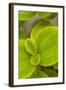 Tropical Leaves I-Karyn Millet-Framed Photographic Print