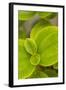 Tropical Leaves I-Karyn Millet-Framed Photographic Print