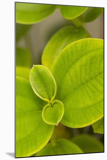 Tropical Leaves I-Karyn Millet-Mounted Photographic Print