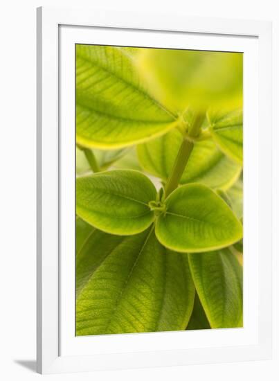 Tropical Leaves II-Karyn Millet-Framed Photographic Print