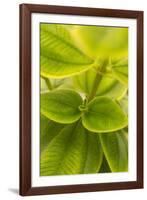 Tropical Leaves II-Karyn Millet-Framed Photographic Print