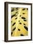 Tropical Leaves III-Karyn Millet-Framed Photographic Print