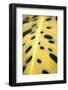 Tropical Leaves III-Karyn Millet-Framed Photographic Print