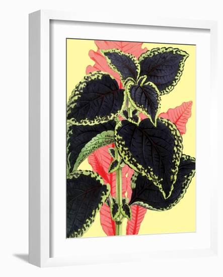 Tropical Leaves-null-Framed Art Print