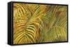 Tropical Light-Darrell Hill-Framed Stretched Canvas