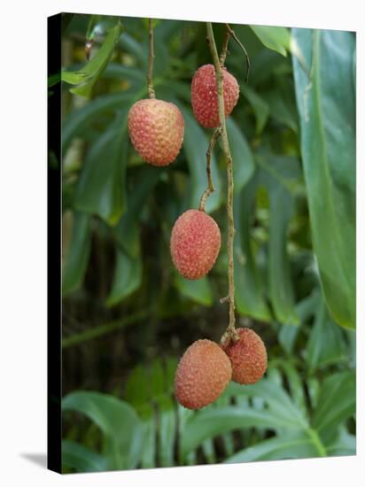 Tropical Litchi Fruit on Tree, Reunion Island, French Overseas Territory-Cindy Miller Hopkins-Stretched Canvas