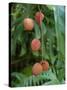 Tropical Litchi Fruit on Tree, Reunion Island, French Overseas Territory-Cindy Miller Hopkins-Stretched Canvas