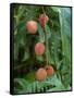 Tropical Litchi Fruit on Tree, Reunion Island, French Overseas Territory-Cindy Miller Hopkins-Framed Stretched Canvas