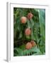 Tropical Litchi Fruit on Tree, Reunion Island, French Overseas Territory-Cindy Miller Hopkins-Framed Photographic Print